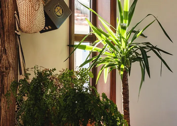 Surf Camp 山林小屋 Maceda